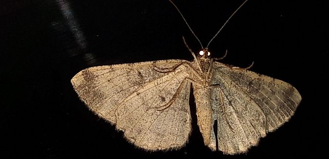 Peribatodes rhomboidaria  - Michele Cento