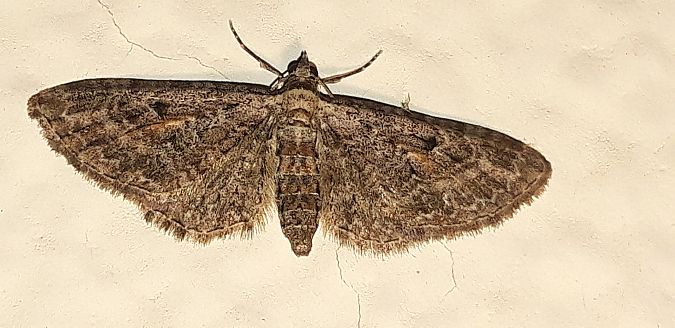 Eupithecia icterata  - Michele Cento