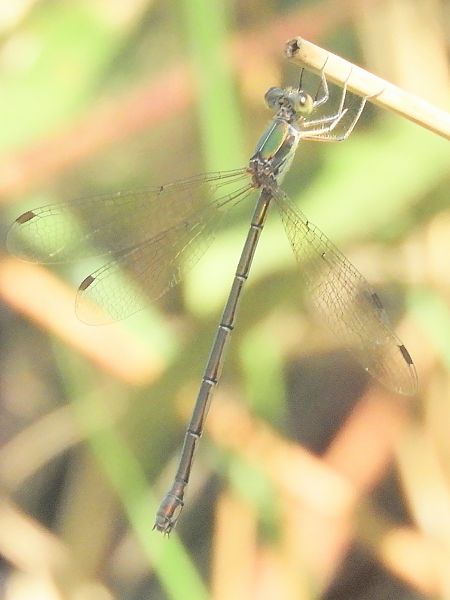 Lestes sp.  - Massimo Tassinari