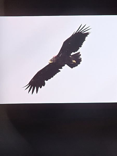 Aigle criard  - Oliwier Myka