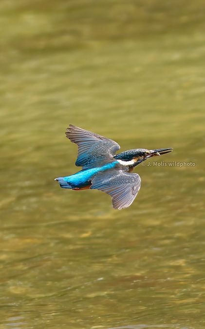 Blauet  - Jose Molis