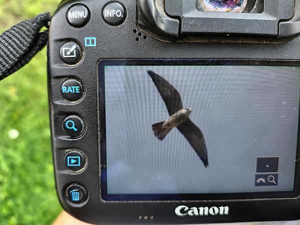 Red-footed Falcon  - Szymon Kulesza