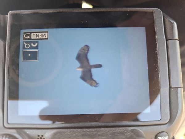 European Honey Buzzard  - Tomasz Doroń