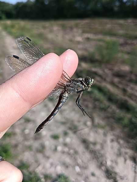 Orthetrum cancellatum  - Fausto Leandri