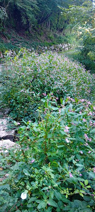 Impatiens glandulifera  - Maria Teresa Cernoia (FVG)