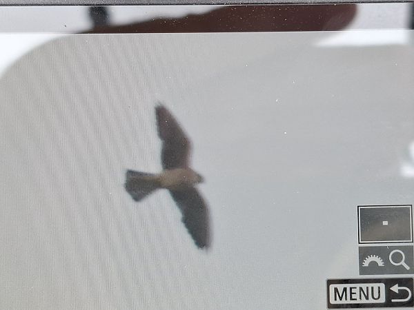 kobczyk  - Tomasz Doroń