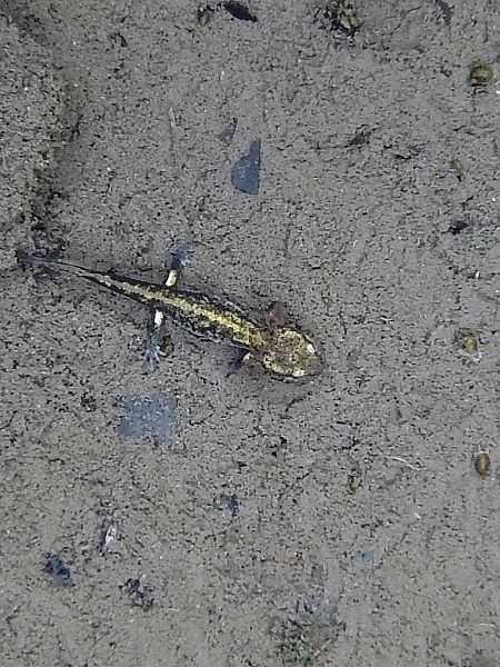 Salamandra pezzata  - Flavio Basilico