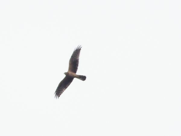 Albanella pallida  - Andrea Sorrentino