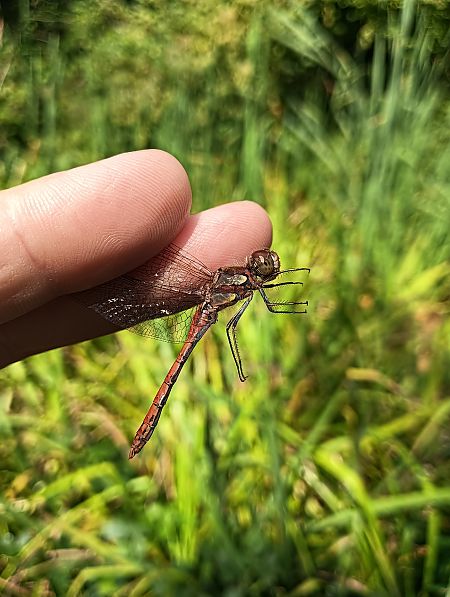 Sympetrum striolatum  - Fausto Leandri