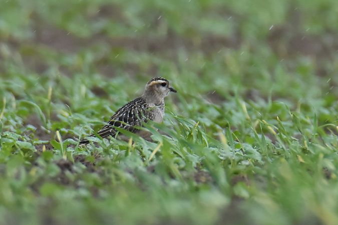 Pluvier guignard  - Krystian Pytel