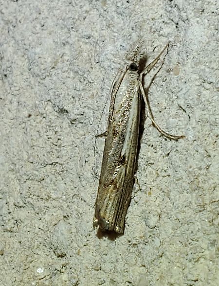 Agriphila geniculea  - Alain Lehalle