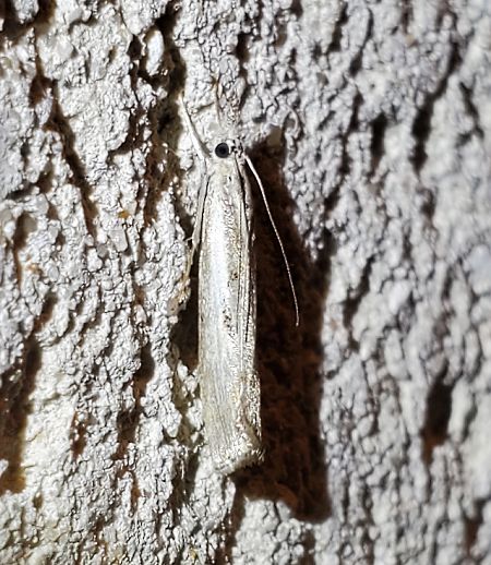 Agriphila geniculea  - Alain Lehalle
