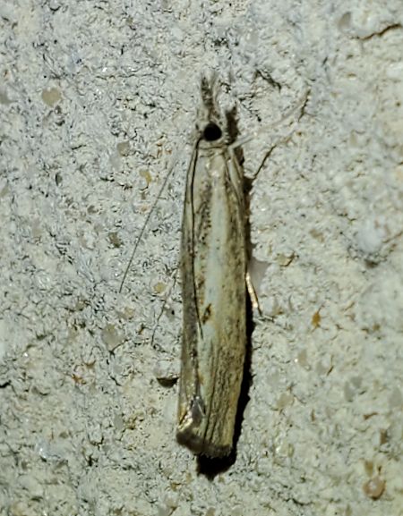 Agriphila geniculea  - Alain Lehalle