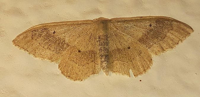 Idaea aversata  - Michele Cento