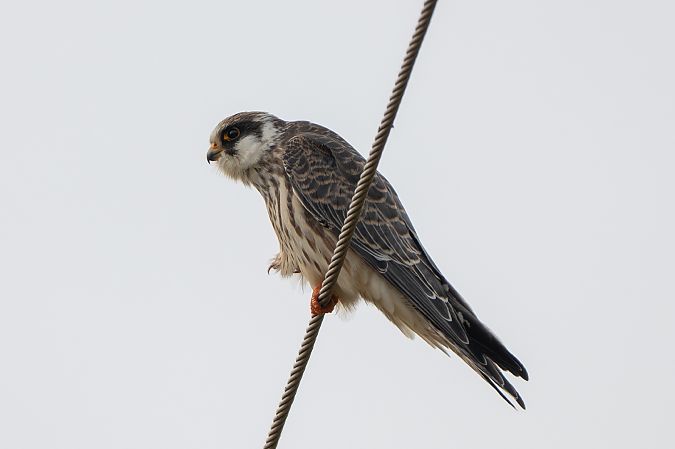 Red-footed Falcon  - Piotr Kosidło