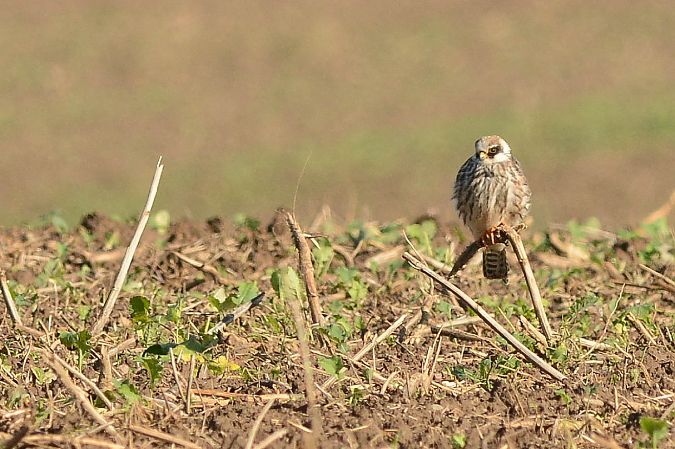 Red-footed Falcon  - Dariusz Węcławek