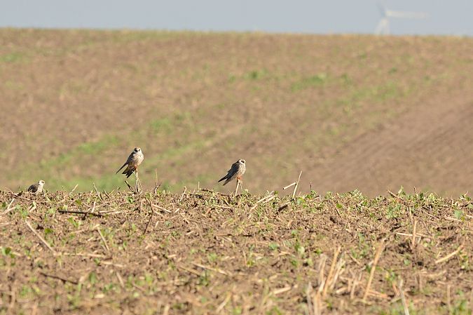 kobczyk  - Dariusz Węcławek