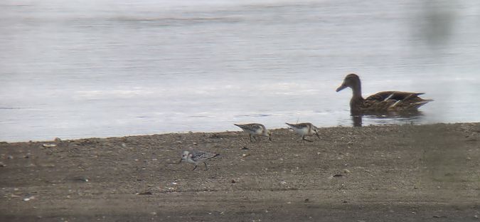 Bécasseau sanderling  - Sebastian Watras
