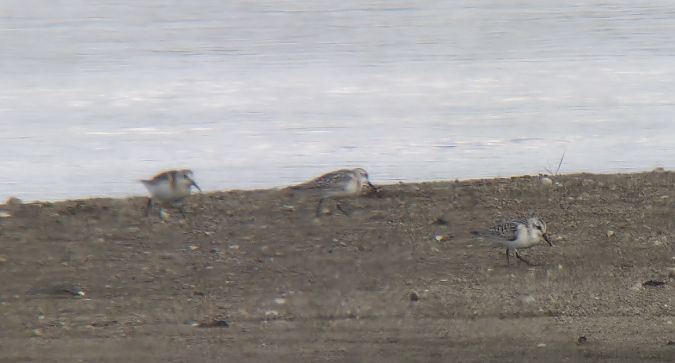 Sanderling  - Sebastian Watras