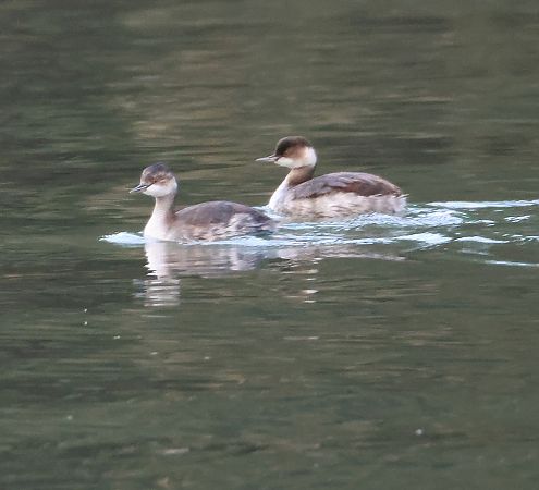 Svasso piccolo  - Adelfina Aldrovandi