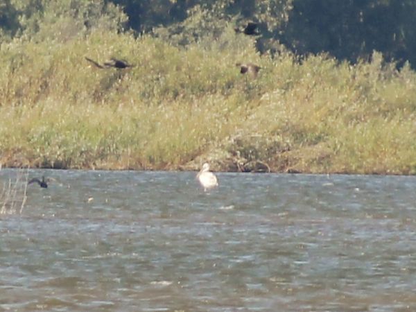 Dalmatian Pelican  - Łukasz Budny