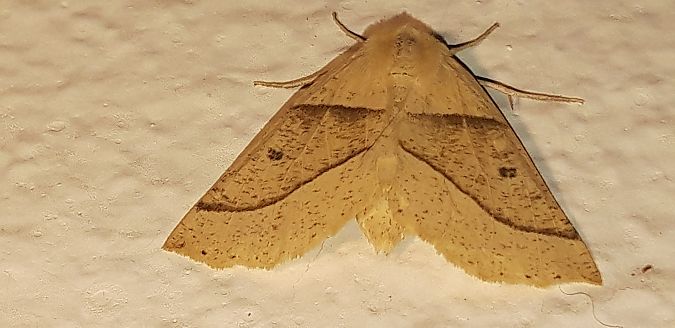 Crocallis elinguaria  - Michele Cento