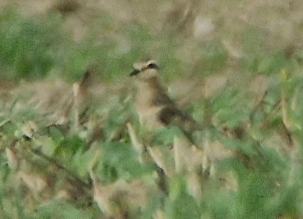 Eurasian Dotterel  - Samuel Odrzykoski