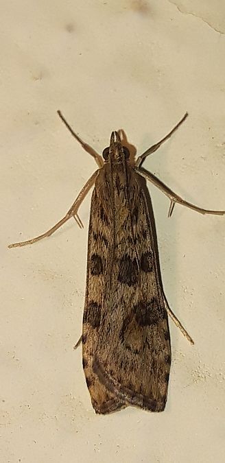 Nomophila noctuella  - Michele Cento