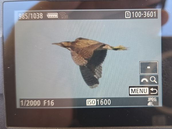 Rohrdommel  - Tomasz Doroń