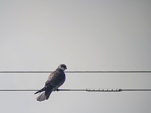 Red-footed Falcon  - Tomasz Knioła