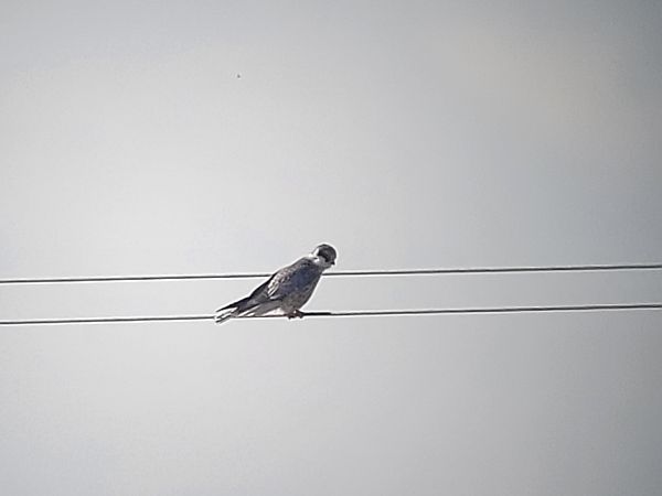 Faucon kobez  - Tomasz Knioła