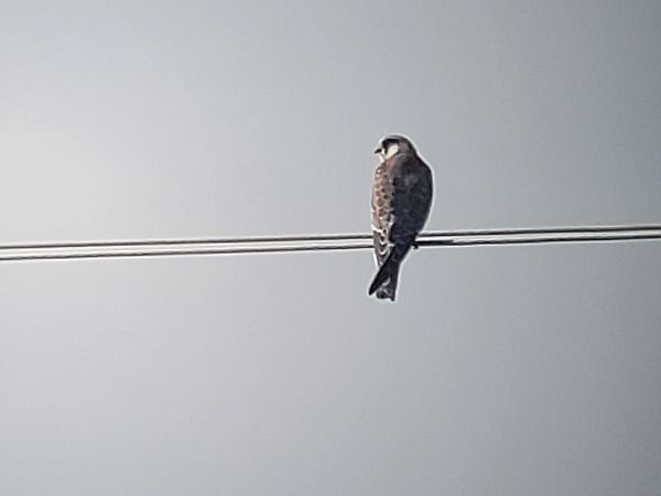 Faucon kobez  - Tomasz Knioła