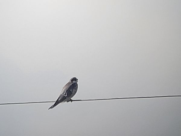 kobczyk  - Tomasz Knioła