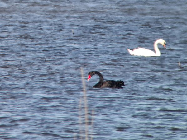 Black Swan  - Tomasz Doroń
