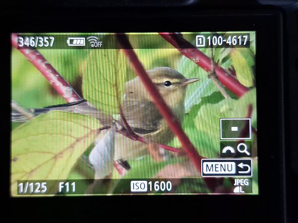 pierwiosnek  - Tomasz Doroń