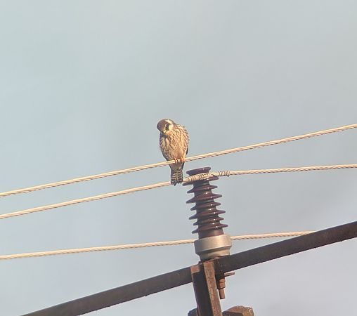 Rotfussfalke  - Konrad Uryga