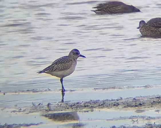 siewnica  - Tomasz Kulakowski