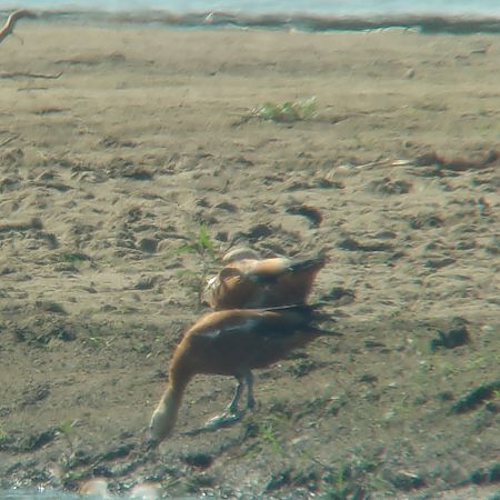 Ruddy Shelduck  - Monika Żochowska