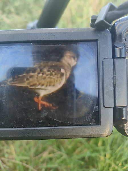 Ruddy Turnstone  - Roman Kempa
