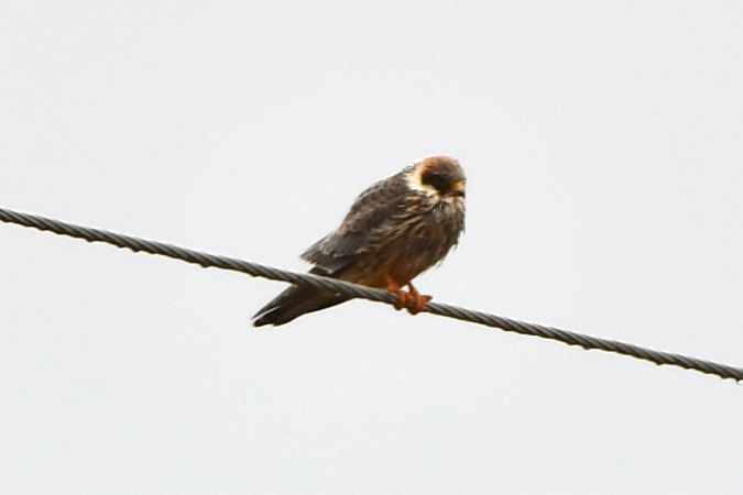 Red-footed Falcon  - Tobiasz Gorczyca