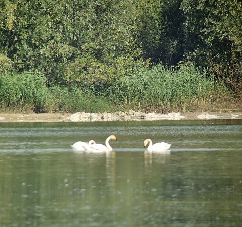 łabędź krzykliwy  - Tomasz Zarzycki