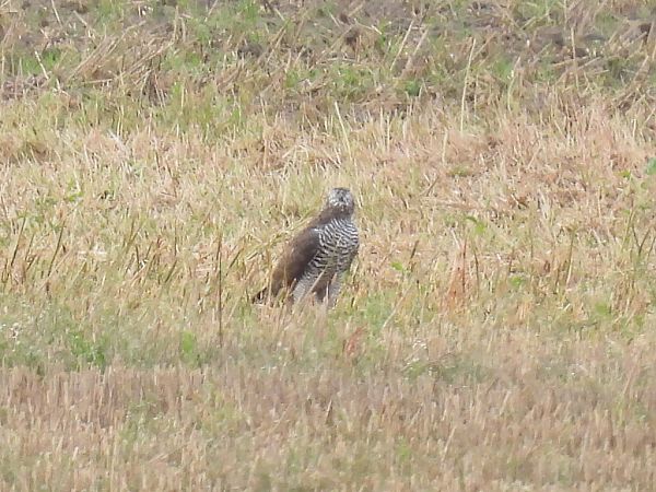 Autour des palombes  - Kacper Mikulski