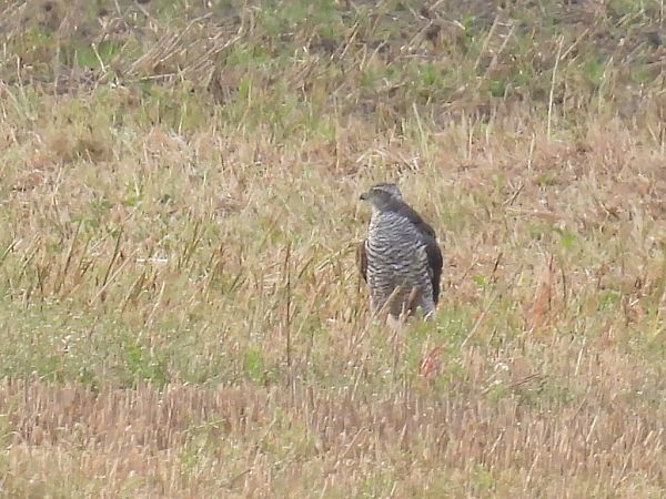 Autour des palombes  - Kacper Mikulski