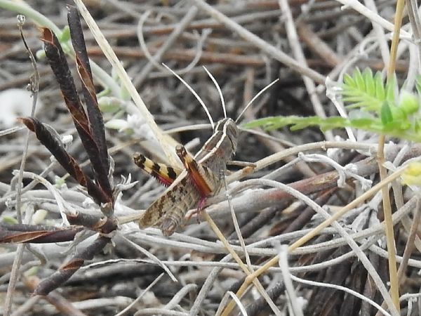 Heteracris littoralis  - Xavier Elizondo