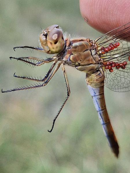 Sympetrum meridionale  - Ivan Chiandetti