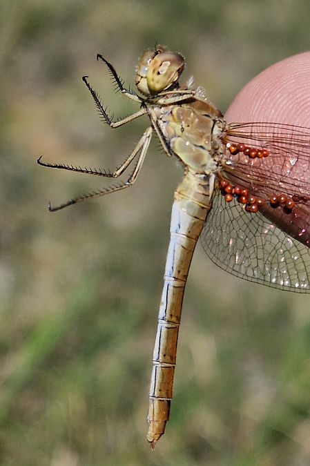 Sympetrum meridionale  - Ivan Chiandetti