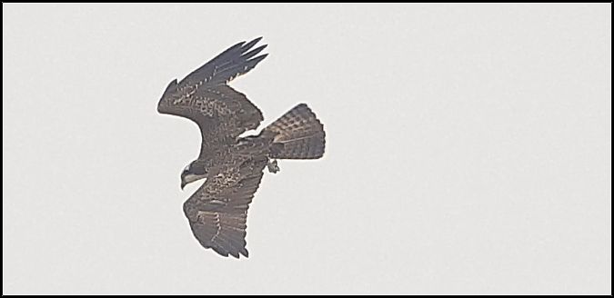 Osprey  - Giuseppe Di Lieto