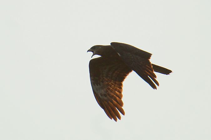 Wespenbussard  - Krzysztof Nowak