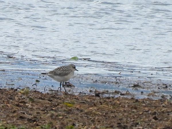 Grey Plover  - Natalia Gorczowska