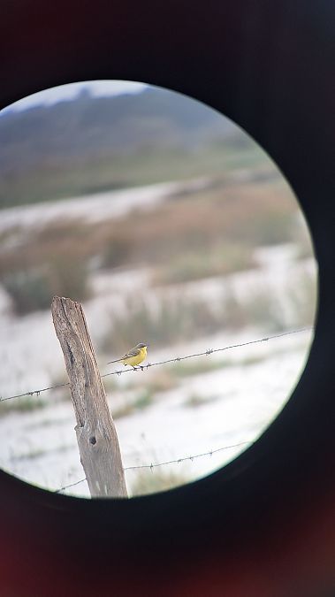 Bergeronnette nordique (ssp. thunbergi)  - Jossua Martin